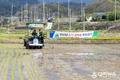 영주시, 8‧15 광복쌀 재배단지 ‘첫 모내기’ 실시