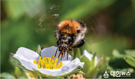 5월 20일 세계 벌의 날(World Bee Day)