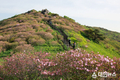 영주 소백산 비로봉-국망봉 ‘연분홍 철쭉 개화!’