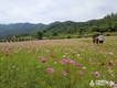 영양국제밤하늘보호공원 코스모스 만개 인기절정!