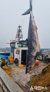 포항앞바다에서 3m급 청상아리 사체, 혼획돼