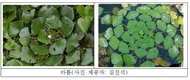 담수식물 ‘마름’ 추출물에서 어류 출혈성 패혈증 바이러스 억제 효능 발견