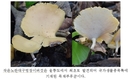 울릉도 신종 버섯에서 항염증 등 생리활성 효과 확인