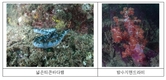 열대·아열대성 넓은띠큰바다뱀과 밤수지맨드라미, 다도해 첫 출현 확인