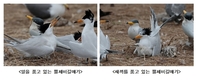 세계적 멸종위기종 뿔제비갈매기 7마리, 3년간 국내 특정도서로 매해 귀환