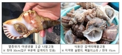 나팔고둥, 불법 포획·유통 특별점검 결과 위법 행위 없어