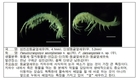 국립낙동강생물자원관, 담수혼합대에서 눈과 체색이 없는 옆새우 확인