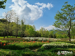부산 해운대수목원에 봄이 찾아왔다... 연두빛 물결로 가득한 해운대수목원으로 오세요!