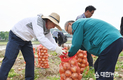 성낙인 창녕군수, 일정 쪼개 양파재배 농가 방문해 수확 거들어