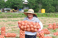 성낙인 창녕군수, 일정 쪼개 양파재배 농가 방문해 수확 거들어