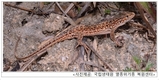 7월의 멸종위기 야생생물로 ‘표범장지뱀’ 선정