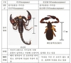 국립생물자원관, 전갈붙이 신종 3종 충남 바닷가 등에서 발견