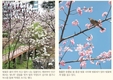 벚꽃이 만발하는 계절 봄 해마다 3월 말~4월 사이 곳곳에서 벚꽃 축제 열려