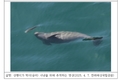 국립공원공단, 국제적 멸종위기종 상괭이, 번식부터 양육까지 희귀 장면 담은 영상 공개
