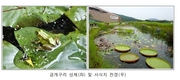 국립생태원 , 멸종위기종 금개구리 복원 성공… 6년전 준성체 방사 후 920마리까지 늘어나