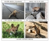 국립공원공단, 여우 증식기술 확보로 새끼 출산 이어져, 올해도 30마리 방사