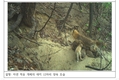 국립공원공단, 12마리 새끼 보살피는 여우 등 국립공원 야생동물 양육장면 포착