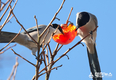 [포토]홍시 쪼아 먹는 물까치