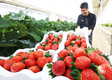 온도에 민감한 과일 딸기, 한 달 난방비 500만 원