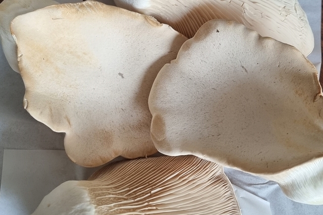 버섯 이야기, 동물도 식물도 아닌 ‘숲의 청소부’