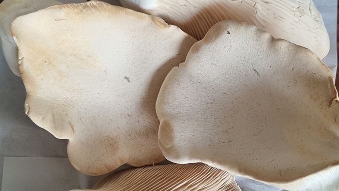 버섯 이야기, 동물도 식물도 아닌 ‘숲의 청소부’