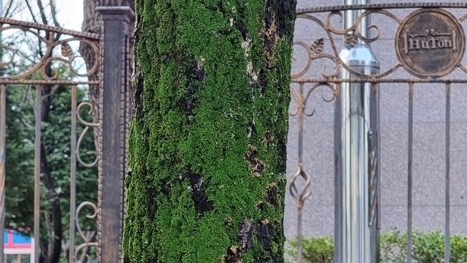 이것이 궁금하다 – 나무에 낀 이끼, 괜찮은 걸까?