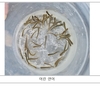 낙동강 지류 밀양강에서 어린 연어 30만 마리 바다로 보낸다