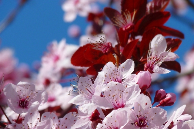 최초 벚꽃 축제는 이순신 장군을 기리기 위해서