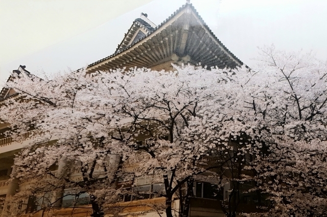 최초 벚꽃 축제는 이순신 장군을 기리기 위해서