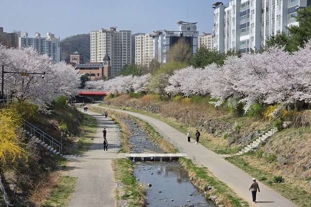 벚꽃은 왜 벚꽃일까?