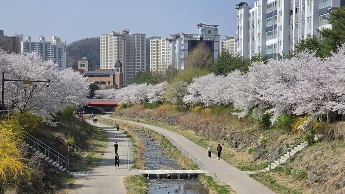 벚꽃은 왜 벚꽃일까?