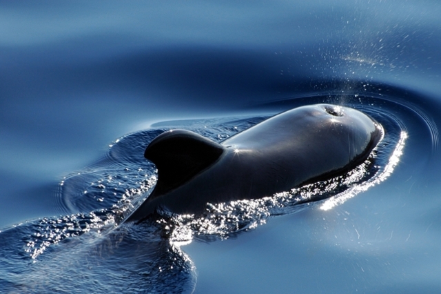석유가 없었다면 고래는 더 빨리 사라졌을지도