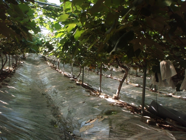 파주 꿀포도_관련사진1.JPG